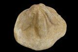 Miocene Fossil Echinoid (Clypeaster) - Taza, Morocco #174364-2